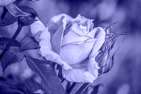 Kwiaty Modnym Fioletowym Kolorze 2022 — Zdjęcie stockowe