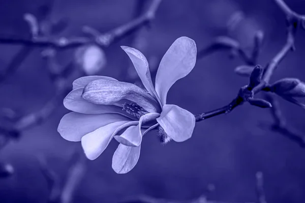 Цветы Модного Фиолетового Цвета 2022 Года — стоковое фото