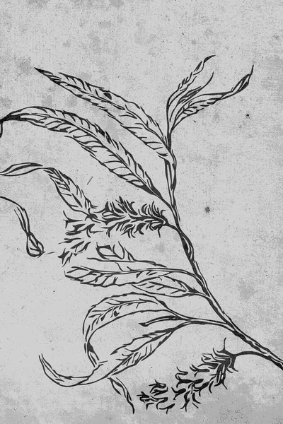 Нейтральное Настенное Искусство Печатная Ботаническая Иллюстрация Современная Ржавая Отделка Стен — стоковое фото