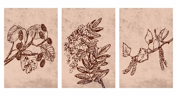 Sada Potisknutelných Botanických Ilustrací Moderní Rustikální Nástěnná Dekorace Pro Místnost — Stockový vektor