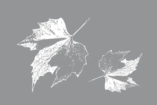 Ботаническое Настенное Искусство Линейный Рисунок Абстрактной Формы Абстрактный Дизайн Настенных — стоковое фото