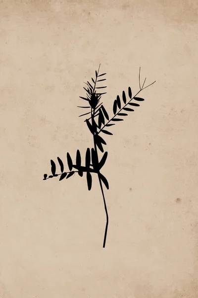 Нейтральное Настенное Искусство Печатная Ботаническая Иллюстрация Современная Отделка Стен Комнаты — стоковое фото