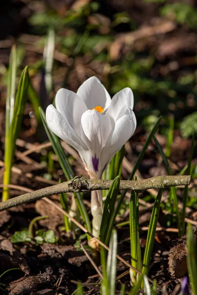 クロッカスだ ウルヴァーハンプトンの英語公園で美しい春の花 — ストック写真
