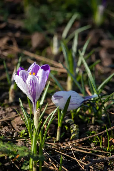 Krokusy Krásné Jarní Květiny Anglickém Parku Wolverhamptonu — Stock fotografie