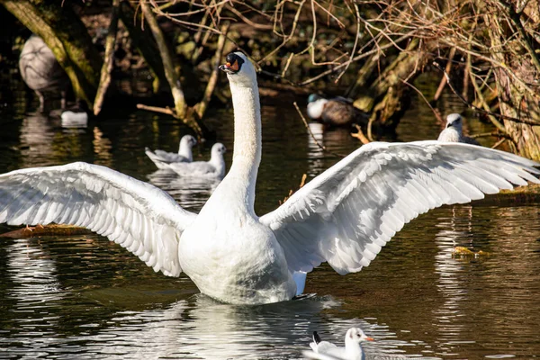 February 2022 Wolverhampton England Beautiful White Swan English Park — Stock Photo, Image