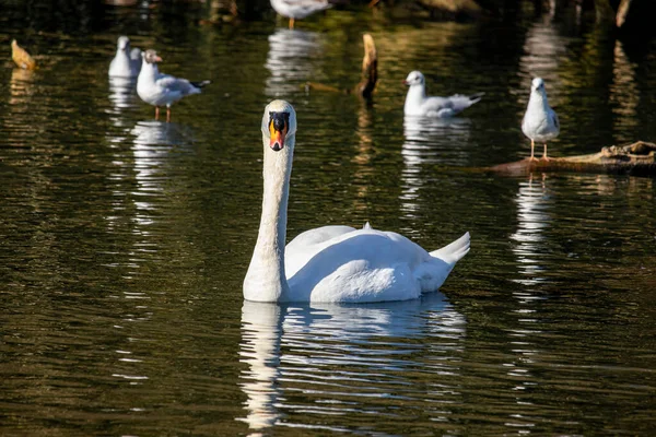 Февраля 2022 Года Вулверхэмптон Англия Красивый Белый Лебедь Английском Парке — стоковое фото