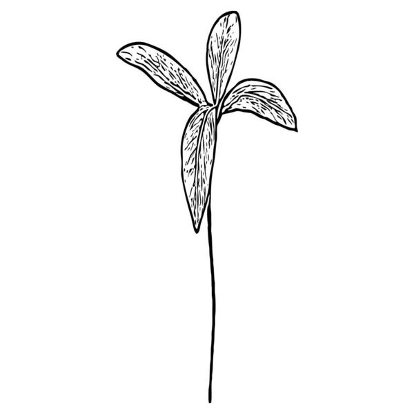 Βοτανική Απεικόνιση Στοιχείο Φυτικού Σχεδιασμού Ασπρόμαυρο Χρώμα Μεμονωμένο Εικονίδιο Σκίτσο — Φωτογραφία Αρχείου