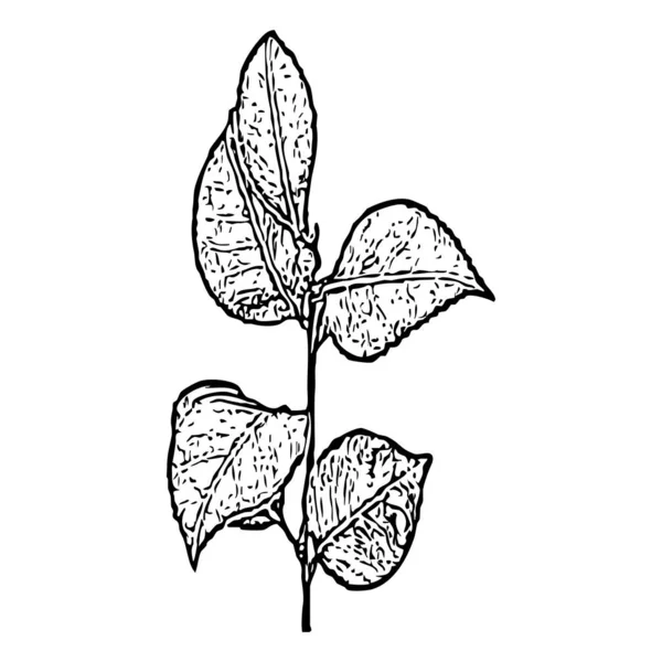 Ilustração Botânica Elemento Design Vegetal Cor Preto Branco Ícone Isolado — Fotografia de Stock