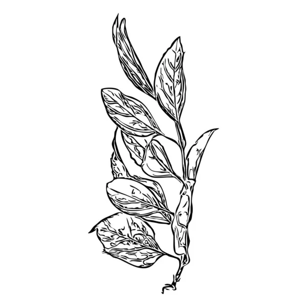 Ilustrație Botanică Element Design Vegetal Culoare Alb Negru Pictogramă Izolată — Fotografie, imagine de stoc