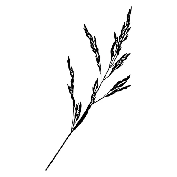 Ilustracja Botaniczna Element Konstrukcyjny Warzyw Czarno Biały Kolor Izolowana Ikona — Zdjęcie stockowe