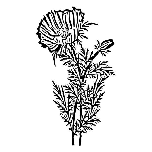 Βοτανική Απεικόνιση Στοιχείο Φυτικού Σχεδιασμού Ασπρόμαυρο Χρώμα Μεμονωμένο Εικονίδιο Σκίτσο — Φωτογραφία Αρχείου