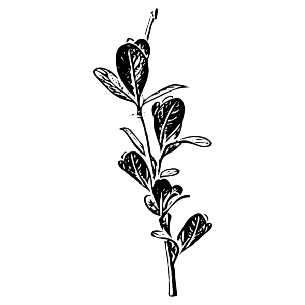 Illustrazione Botanica Elemento Design Vegetale Colore Bianco Nero Icona Isolata — Foto Stock