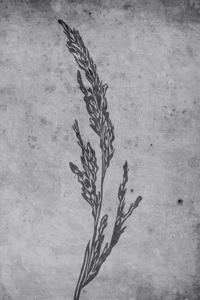 Печатная Ботаническая Иллюстрация Современная Ржавая Отделка Стен Комнаты Дизайн Обложки — стоковое фото