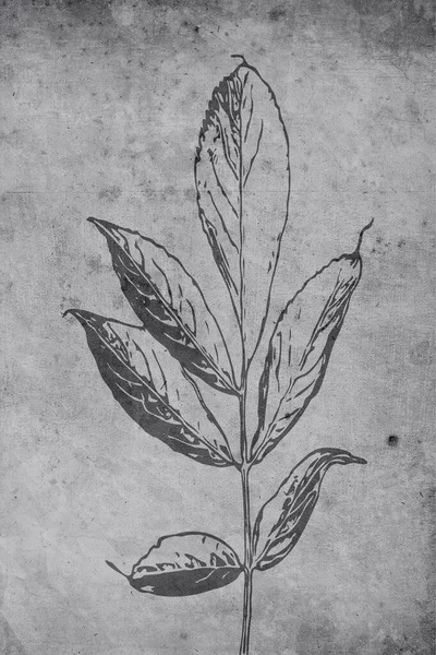 Nadruk Ilustracji Botanicznej Nowoczesna Rustykalna Dekoracja Ścian Pokoju Projekt Okładki — Zdjęcie stockowe
