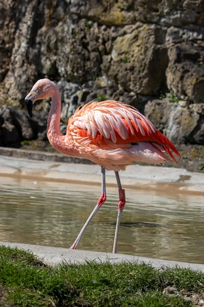 2022 Április Dudley Állatkert Anglia Chilei Flamingó Gázolás Vízben Phoenicopterus — Stock Fotó