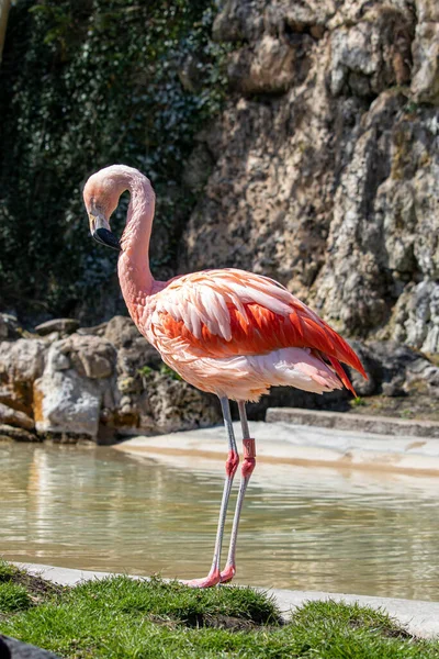 Abril 2022 Dudley Zoo England Flamenco Chileno Vadeando Agua Phoenicopterus —  Fotos de Stock