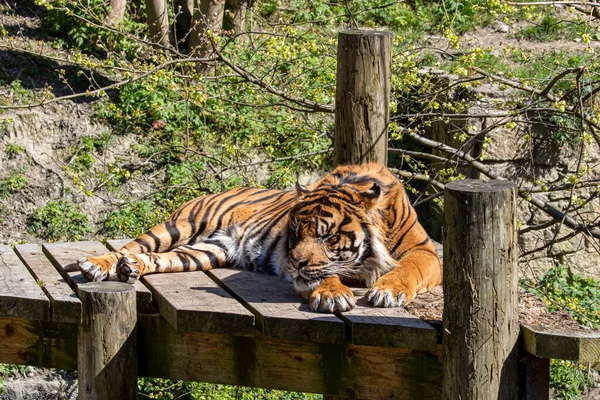 Kwietnia 2022 Dudley Zoo Anglia Tygrys Sumatrański — Zdjęcie stockowe