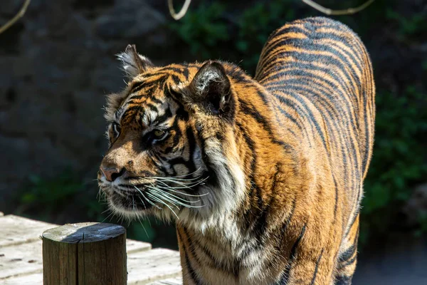 Dubna 2022 Dudley Zoo Anglie Sumatranský Tygr — Stock fotografie