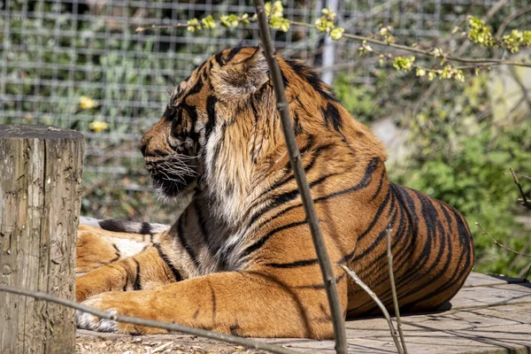 April 2022 Dudley Zoo England Sumatra Tiger — Stockfoto