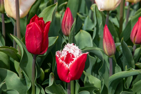 Beautiful Spring Tulips Netherlands — Stock Photo, Image