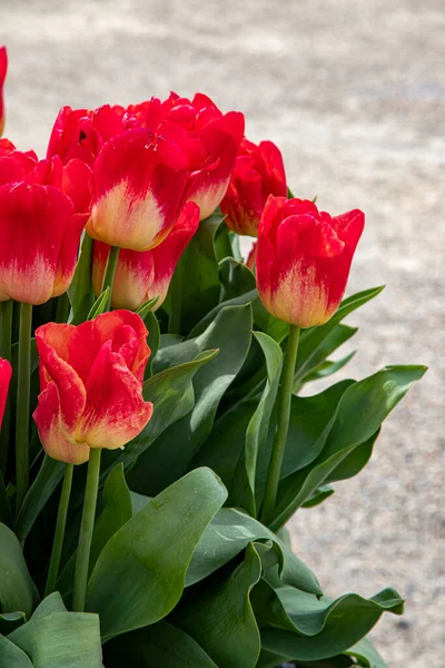 Beautiful Spring Tulips Netherlands — Stock Photo, Image