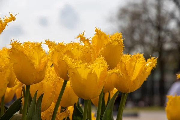 Schöne Frühlingstulpen Den Niederlanden — Stockfoto