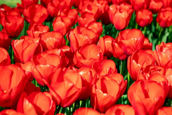 Весенние Тюльпаны Нидерландах — стоковое фото