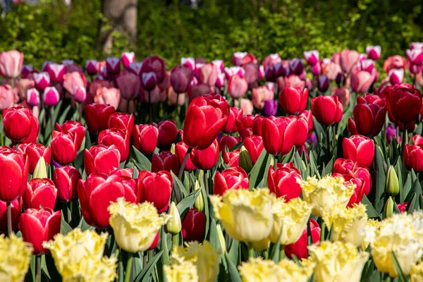 Krásné Jarní Tulipány Nizozemsku — Stock fotografie