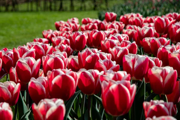 Весенние Тюльпаны Нидерландах — стоковое фото
