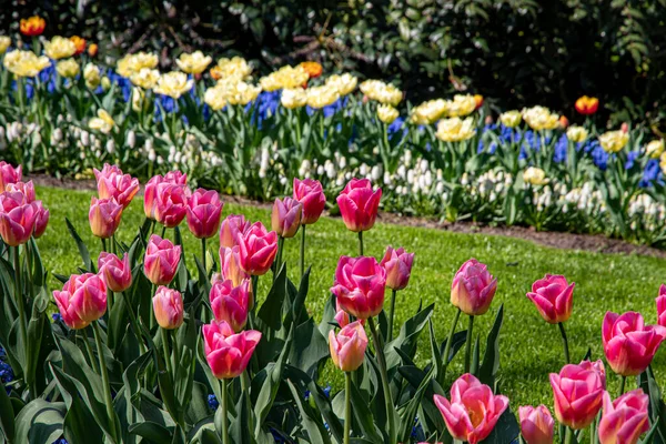 Krásné Jarní Tulipány Nizozemsku — Stock fotografie