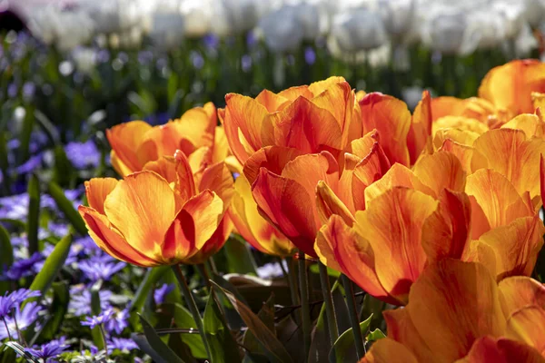 Hermosos Tulipanes Primavera Los Países Bajos — Foto de Stock