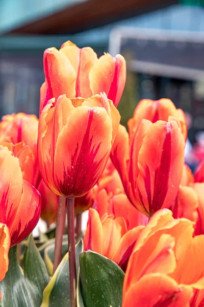 Schöne Frühlingstulpen Den Niederlanden — Stockfoto