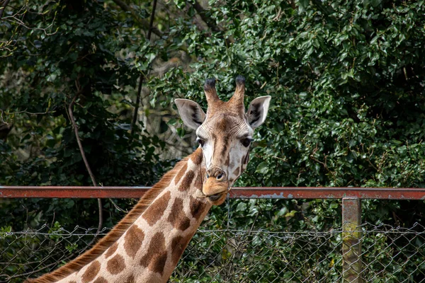 Abril 2022 Zoológico Dudley Inglaterra Jirafa — Foto de Stock