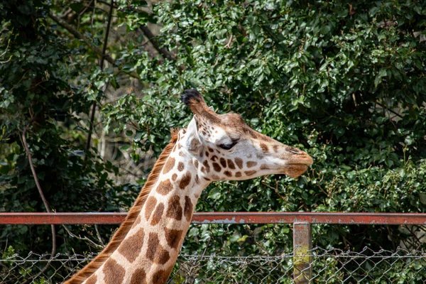 Nisan 2022 Dudley Hayvanat Bahçesi Ngiltere Zürafa — Stok fotoğraf