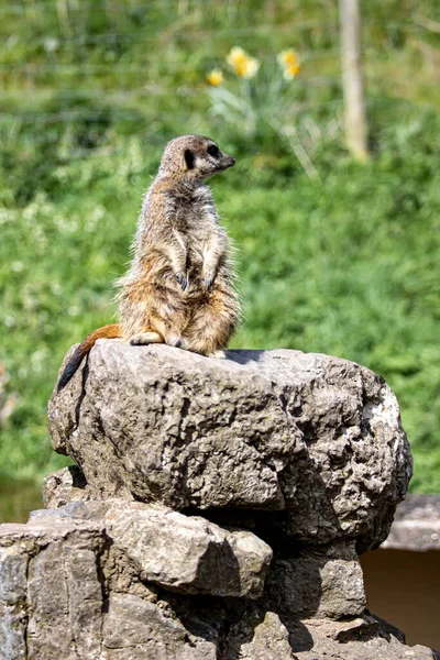 Dubna 2022 Dudley Zoo West Midlands England Meerkaty — Stock fotografie