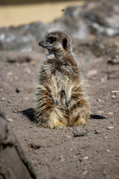 Abril 2022 Dudley Zoo West Midlands England Meerkats — Fotografia de Stock