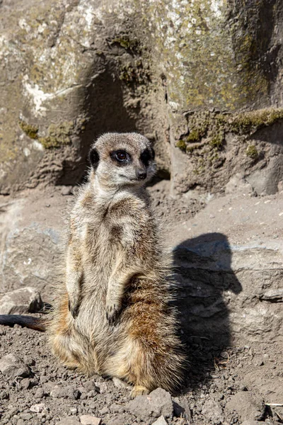 2022年4月9日イングランド西部のダドリー動物園 ミーアキャット — ストック写真