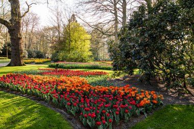14 Nisan 2022 Hollanda 'da. Keukenhof parkında güzel bahar çiçekleri.