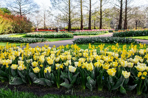 Dubna 2022 Nizozemsko Krásné Jarní Květiny Parku Keukenhof — Stock fotografie