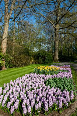 14 Nisan 2022 Hollanda 'da. Keukenhof parkında güzel bahar çiçekleri.