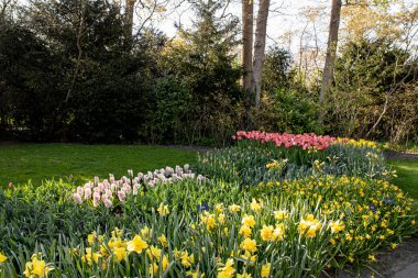 14 Nisan 2022 Hollanda 'da. Keukenhof parkında güzel bahar çiçekleri.