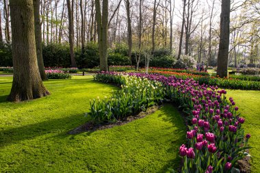14 Nisan 2022 Hollanda 'da. Keukenhof parkında güzel bahar çiçekleri.