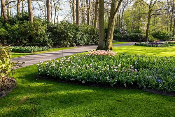 2022年4月14日荷兰 Keukenhof公园美丽的春花 — 图库照片