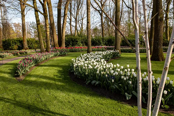 2022年4月14日荷兰 Keukenhof公园美丽的春花 — 图库照片