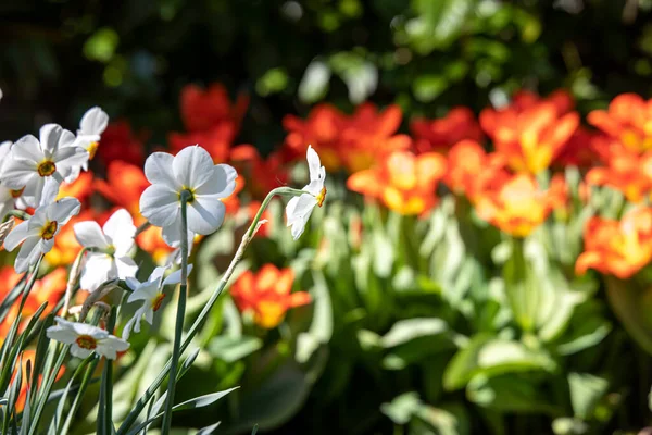 Hermosas Flores Primavera Parque Los Países Bajos — Foto de Stock