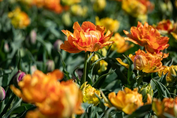 Hermosas Flores Primavera Parque Los Países Bajos — Foto de Stock