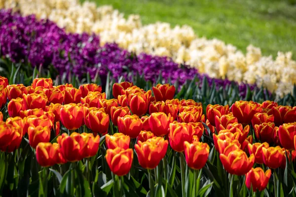 Красивые Весенние Цветы Парке Нидерландах — стоковое фото