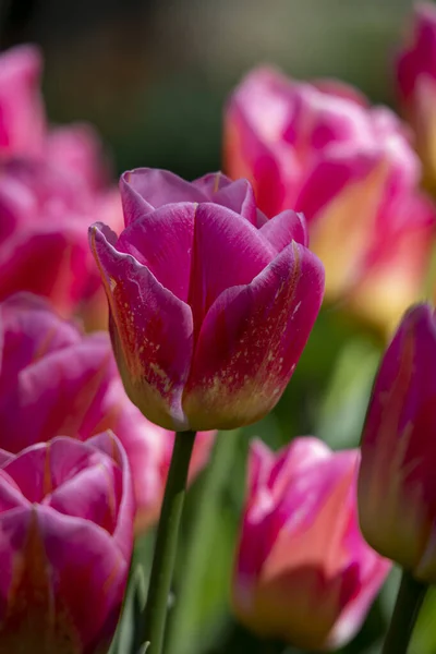 Beautiful Spring Flowers Park Netherlands — Stock Photo, Image