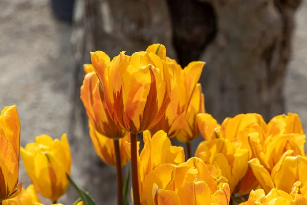 Bei Tulipani Primaverili Nei Paesi Bassi — Foto Stock