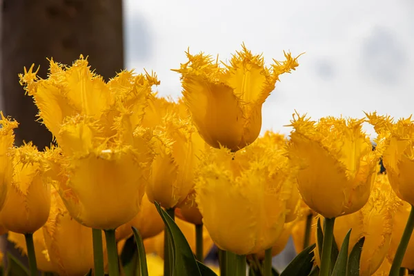 Bei Tulipani Primaverili Nei Paesi Bassi — Foto Stock